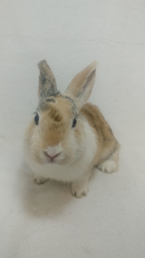 Aubrey & Audrey, a Adoptable mixed breed in Lake Elsinore, CA image 4/5
