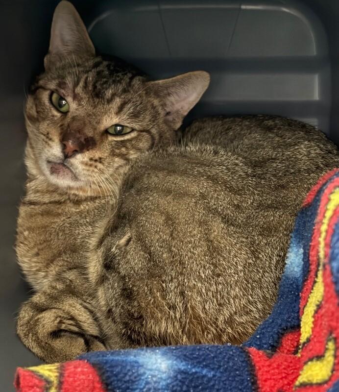 Enlarge Brent Faiyaz, a Adoptable Domestic Short Hair in Katy, TX image 1/1