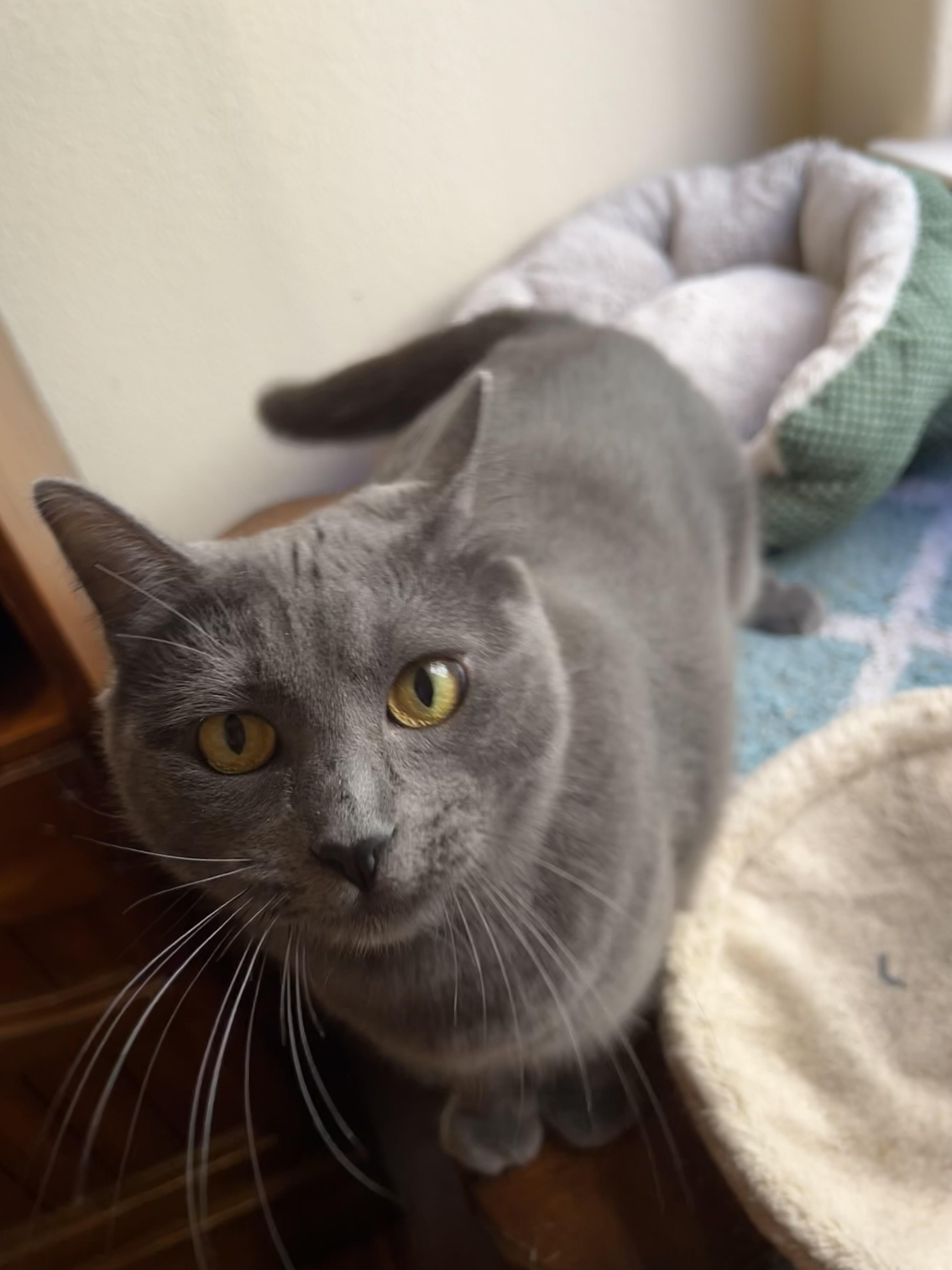 Marshmallow (talkative / affectionate / playful), an adoptable Chartreux, Domestic Short Hair in San Jose, CA, 95148 | Photo Image 2