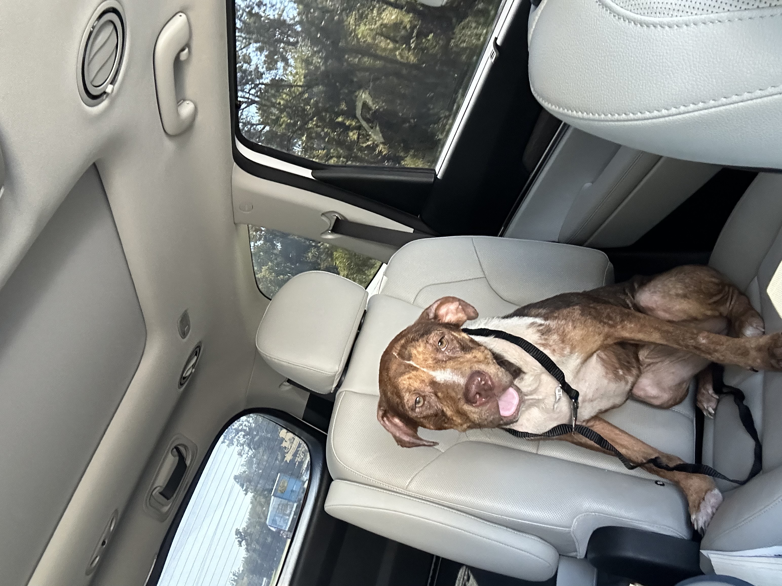 Enlarge Rose, a Adoptable mixed breed in Lufkin, TX image 2/6