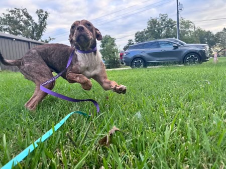 Rose, Adoptable, Puppy Female Black Mouth Cur.