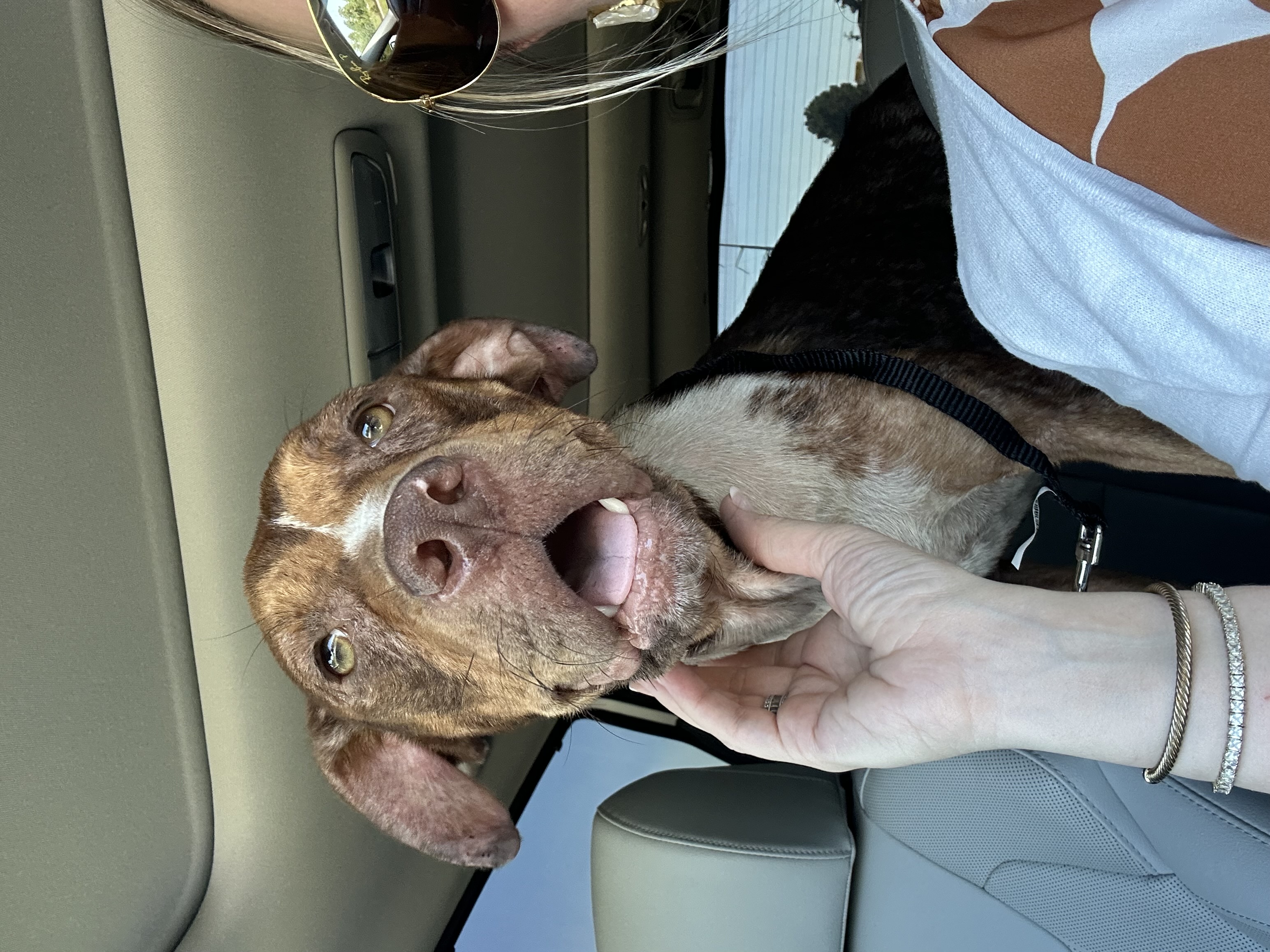 Enlarge Rose, a Adoptable mixed breed in Lufkin, TX image 4/6