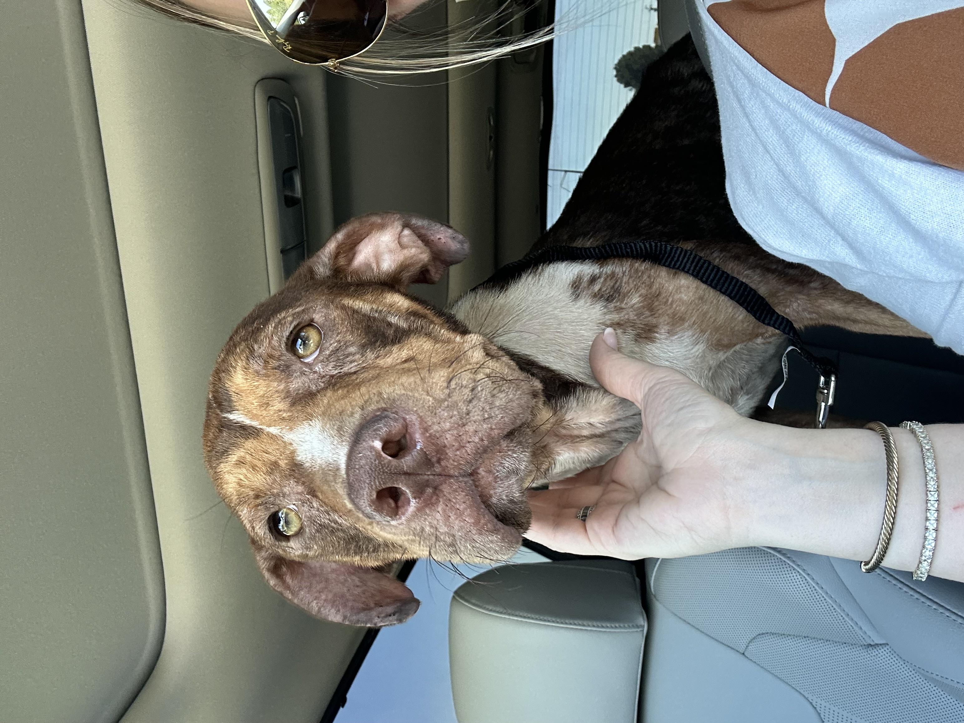 Enlarge Rose, a Adoptable mixed breed in Lufkin, TX image 5/6