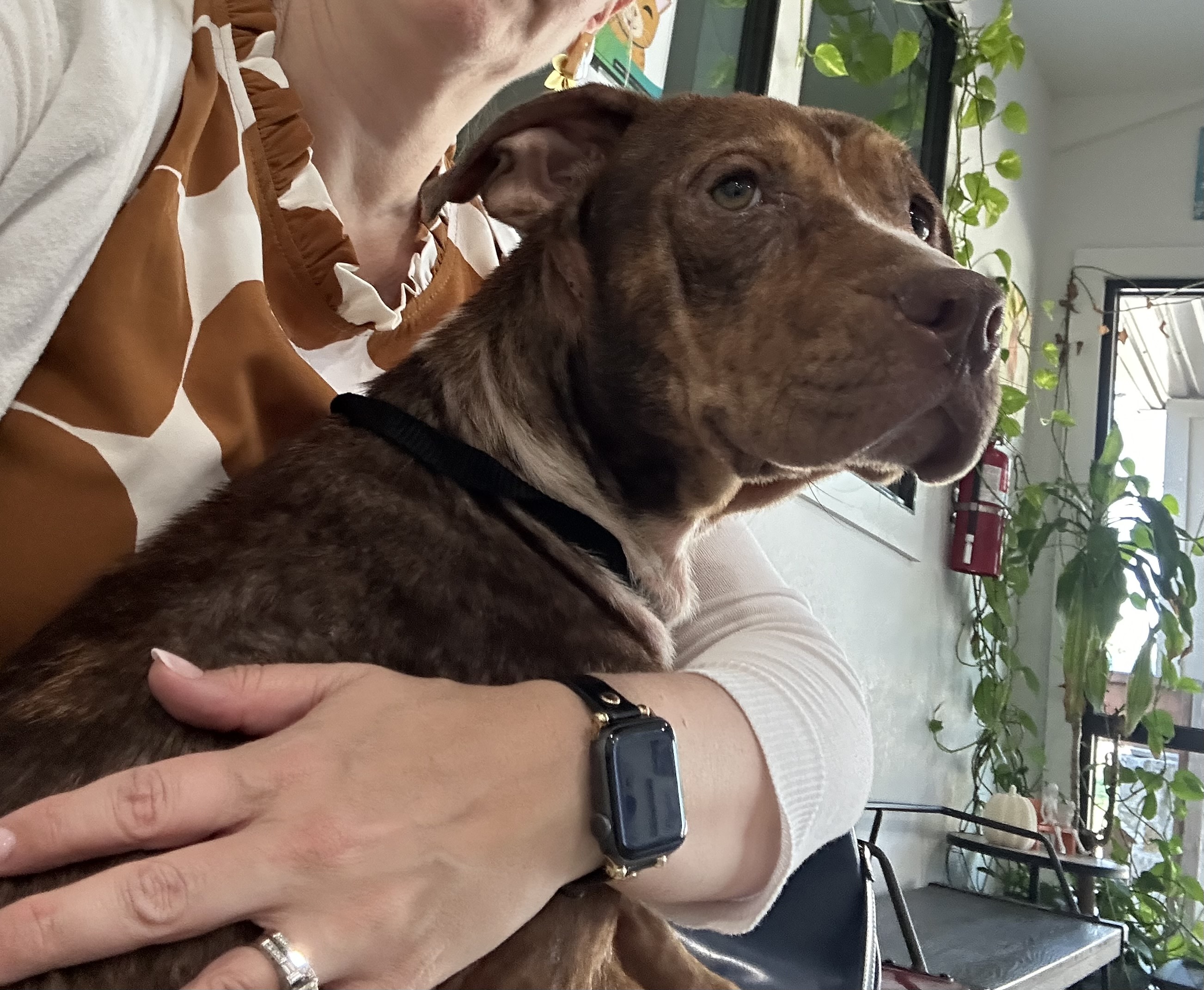 Enlarge Rose, a Adoptable mixed breed in Lufkin, TX image 6/6