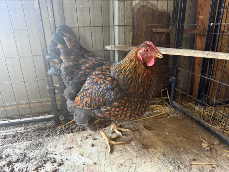 Enlarge PEPPER, a Adoptable Chicken in Santa Cruz, CA image 1/1