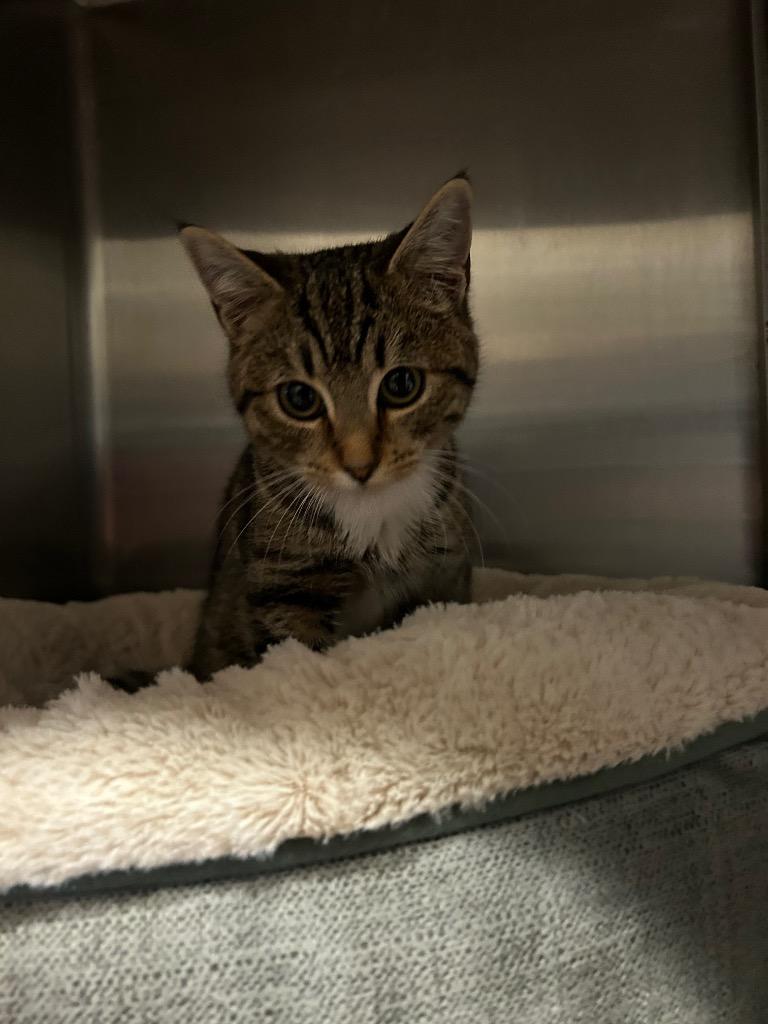 Lovie, Adoptable, Young Female Domestic Short Hair.