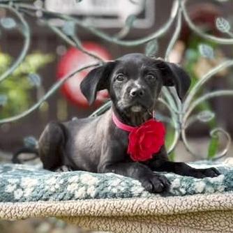Enlarge Onyx, a Adoptable mixed breed in Clinton, CT image 3/6