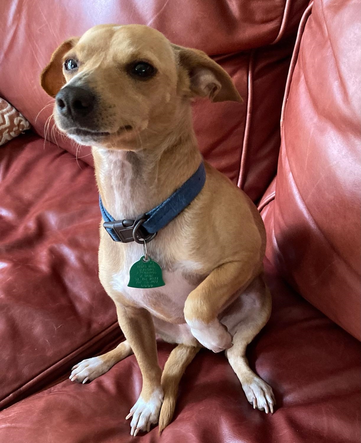 Clark, an adopted Chihuahua in Traverse City, MI_image-1