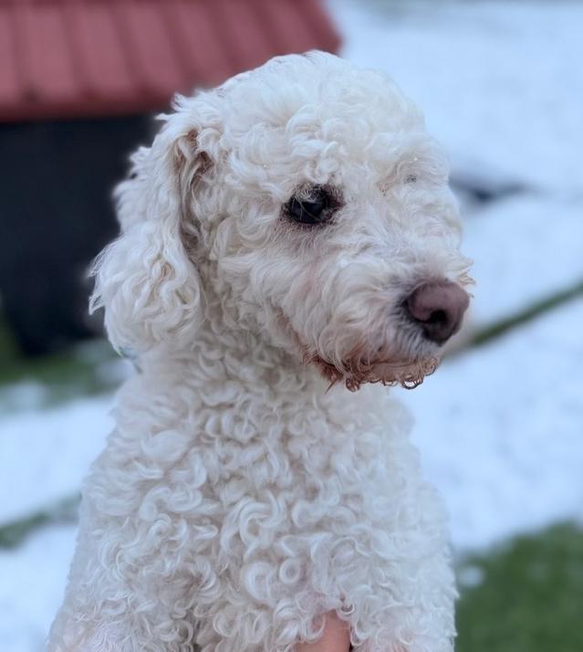 Maru, Adoptable, Adult Female Poodle.