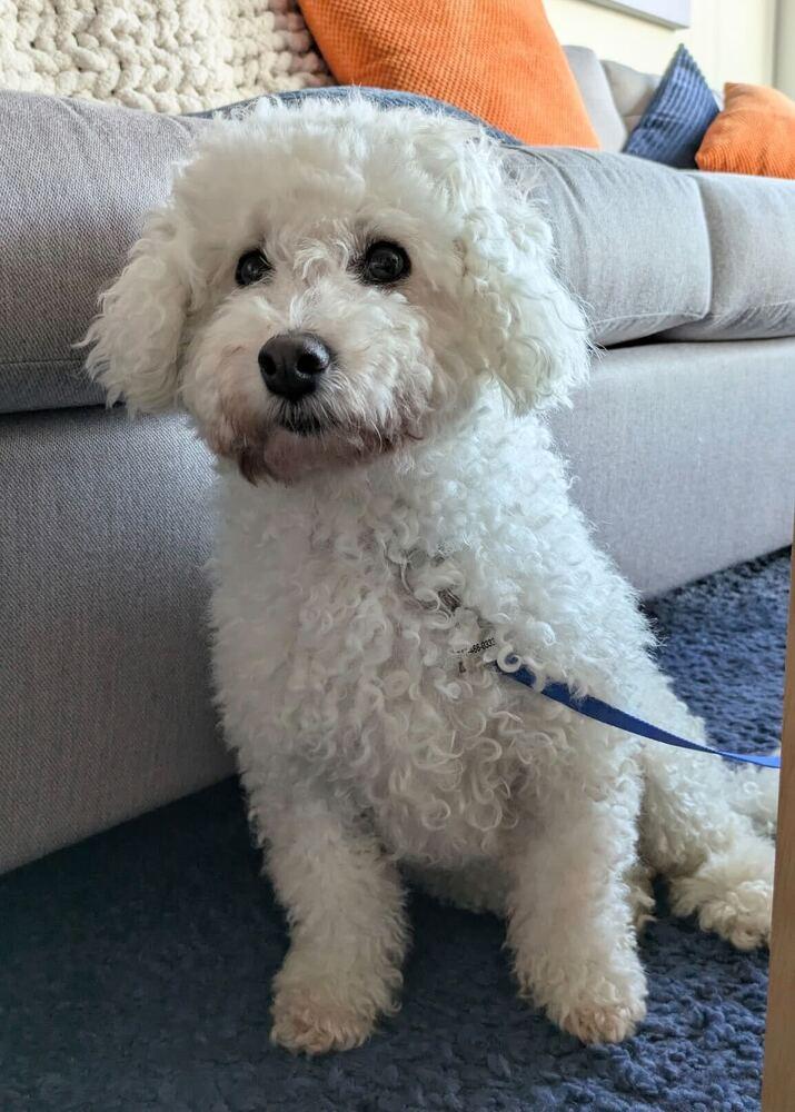 Maru, a Adoptable Poodle in Long Island City, NY image 2/6