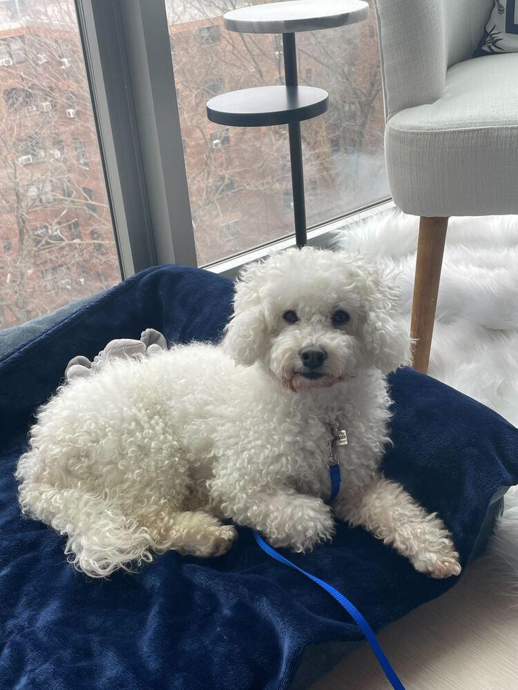 Maru, a Adoptable Poodle in Long Island City, NY image 3/6