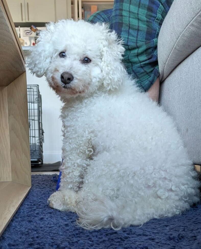 Maru, a Adoptable Poodle in Long Island City, NY image 4/6