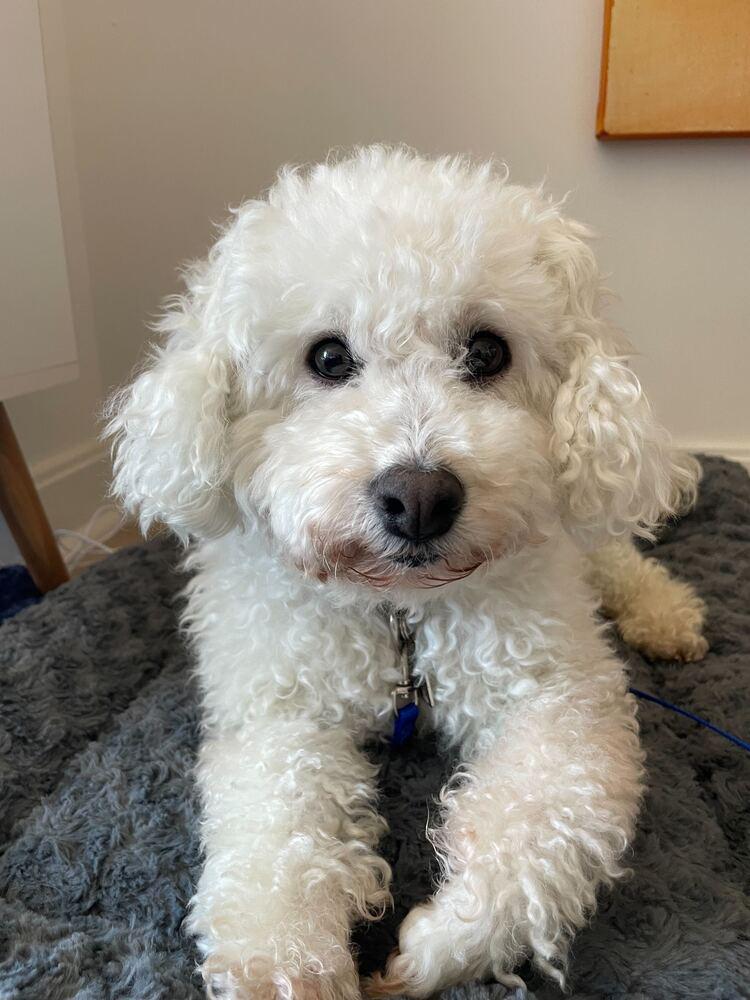 Maru, a Adoptable Poodle in Long Island City, NY image 6/6