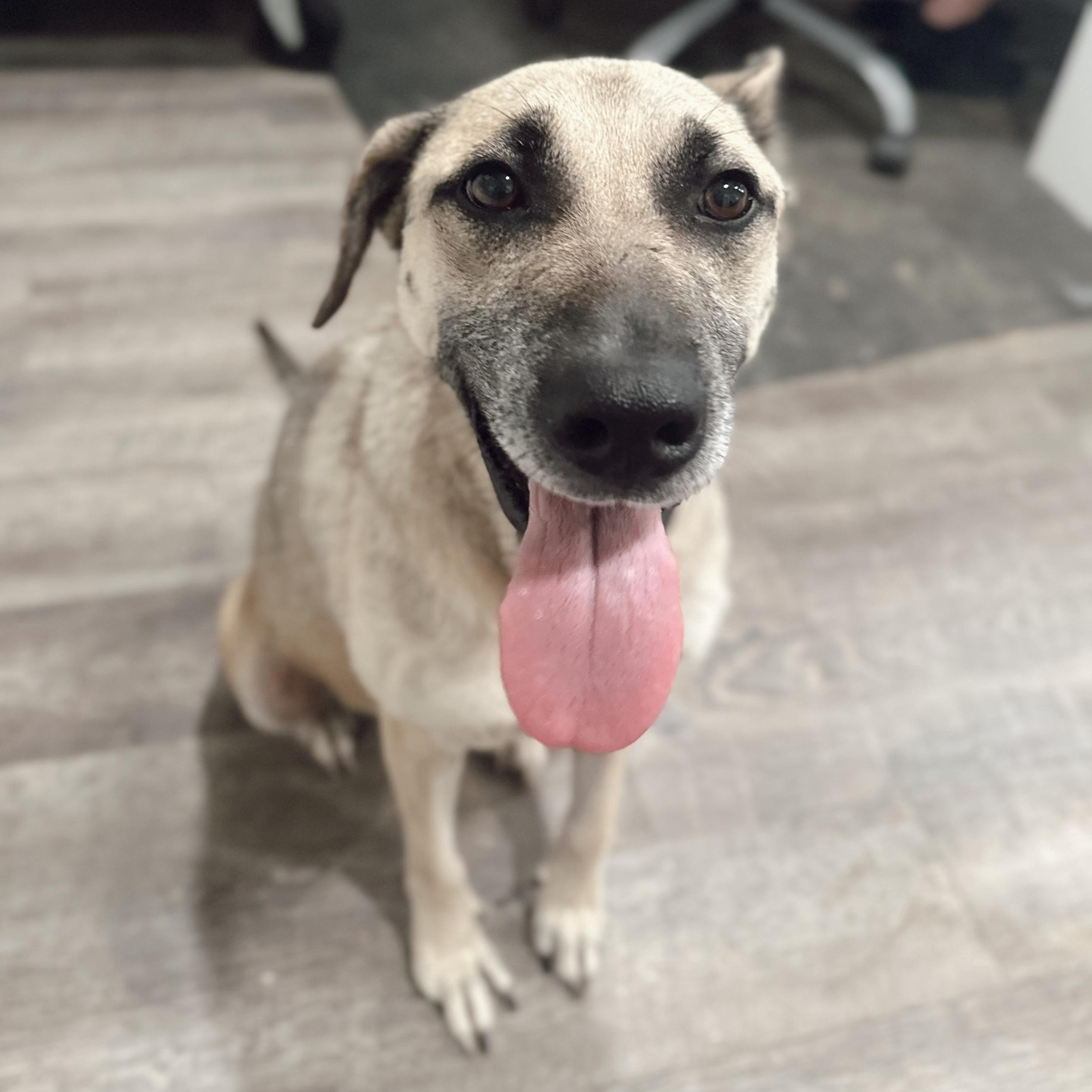 Enlarge Izzy, a Adoptable mixed breed in Rossville, TN image 3/6