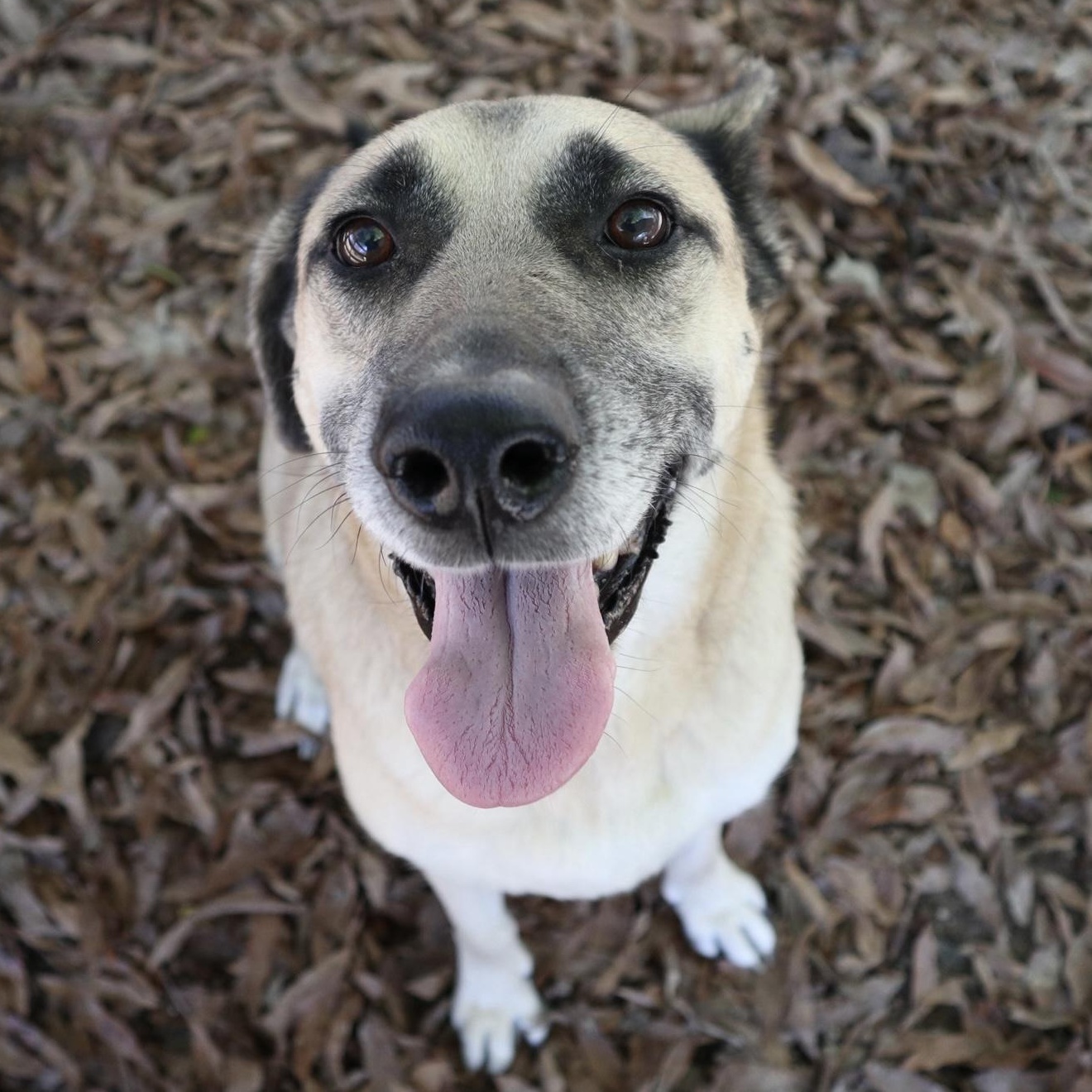 Izzy, Adoptable, Senior Female Mixed Breed.