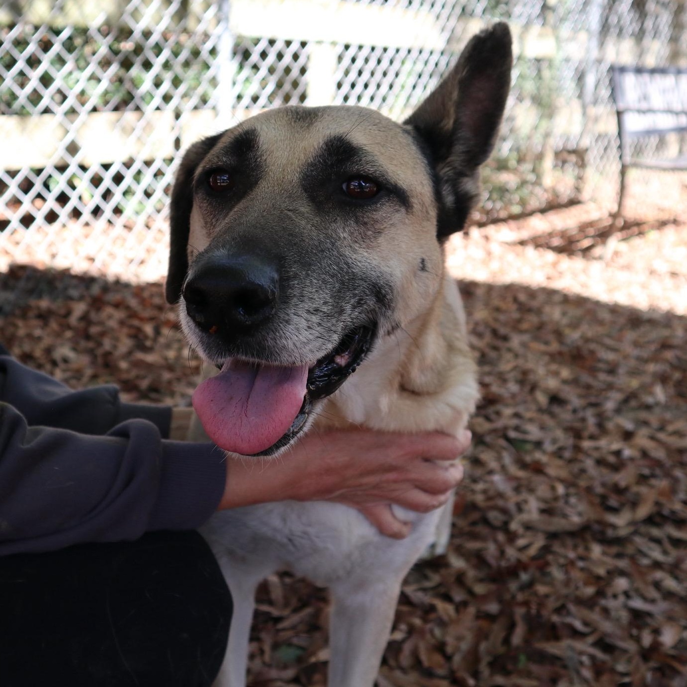 Enlarge Izzy, a Adoptable mixed breed in Rossville, TN image 2/6