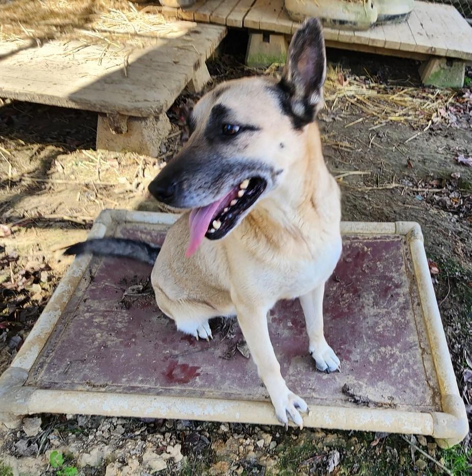 Enlarge Izzy, a Adoptable mixed breed in Rossville, TN image 4/6