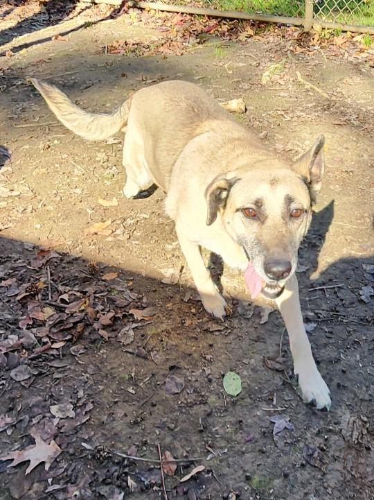 Enlarge Izzy, a Adoptable mixed breed in Rossville, TN image 5/6