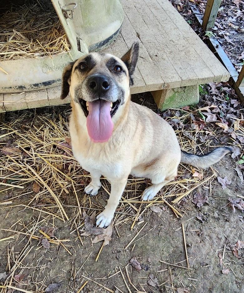 Enlarge Izzy, a Adoptable mixed breed in Rossville, TN image 6/6