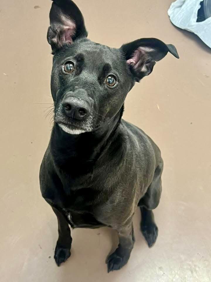 Enlarge Sherlock, an adopted Labrador Retriever in Chicago, IL image 2/5