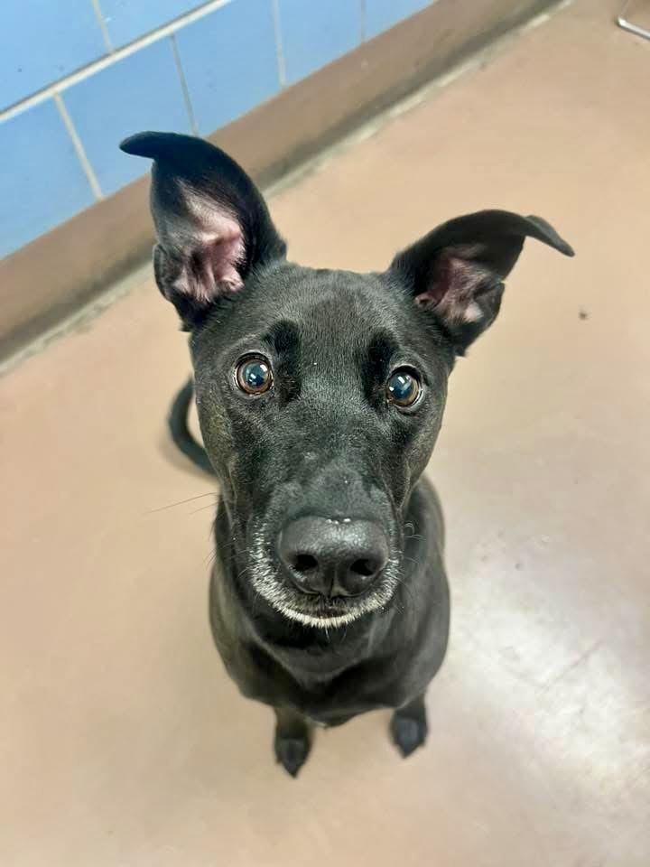 Enlarge Sherlock, an adopted Labrador Retriever in Chicago, IL image 3/5