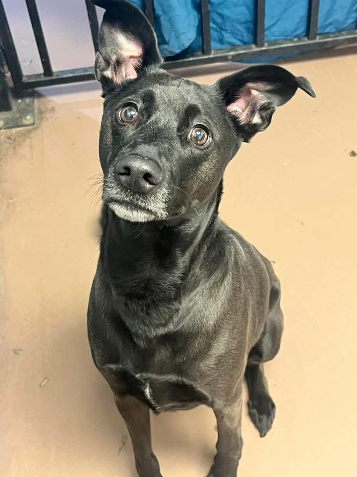 Enlarge Sherlock, an adopted Labrador Retriever in Chicago, IL image 4/5