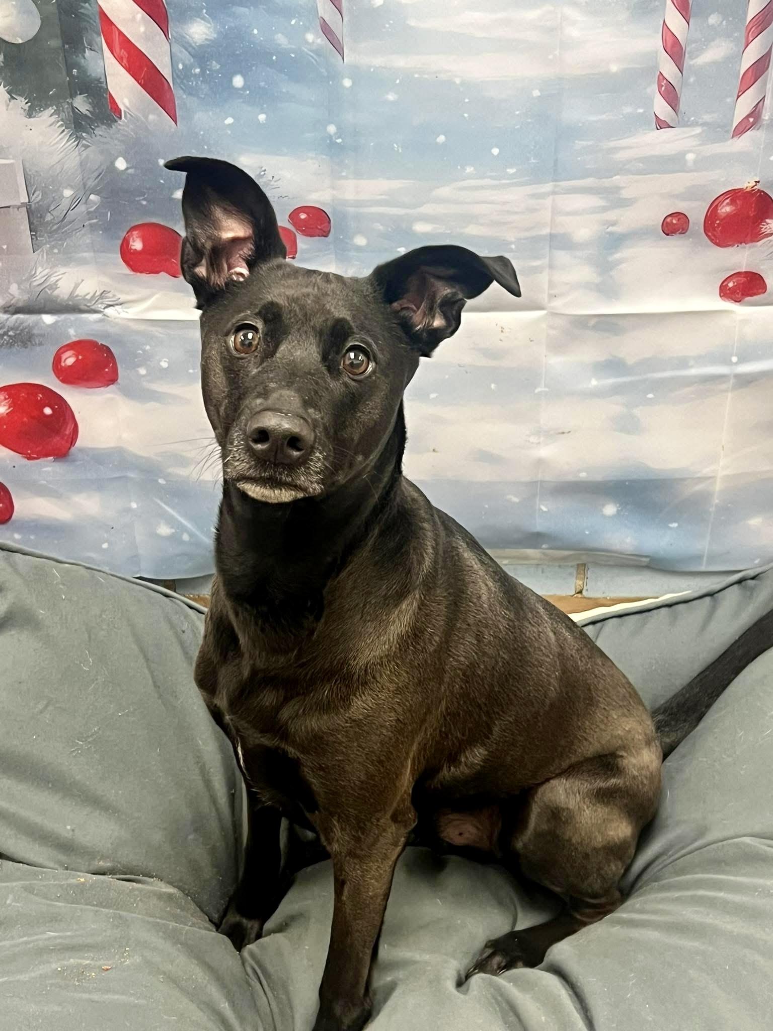 Sherlock, adopted, Adult Male Labrador Retriever.