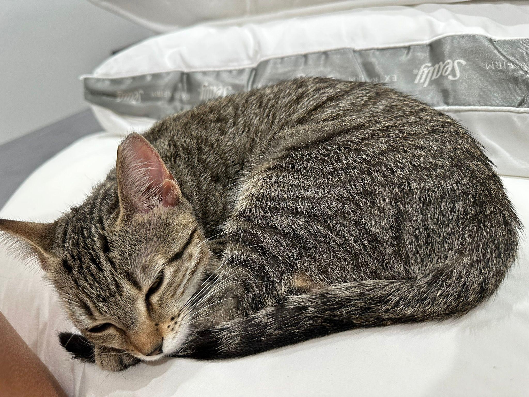 Taffy Twirl, a Adoptable Domestic Short Hair in Miami Beach, FL image 2/6