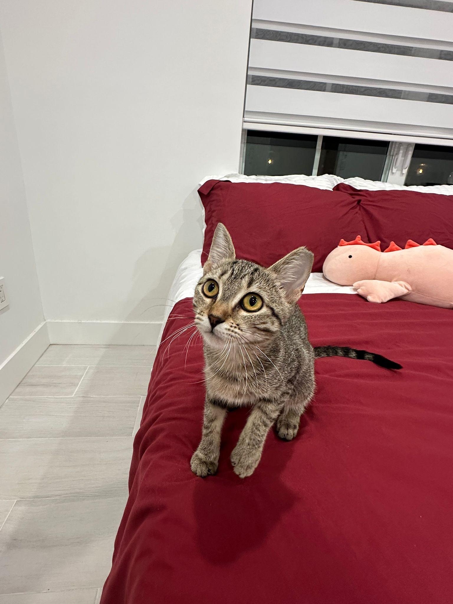 Taffy Twirl, a Adoptable Domestic Short Hair in Miami Beach, FL image 5/6