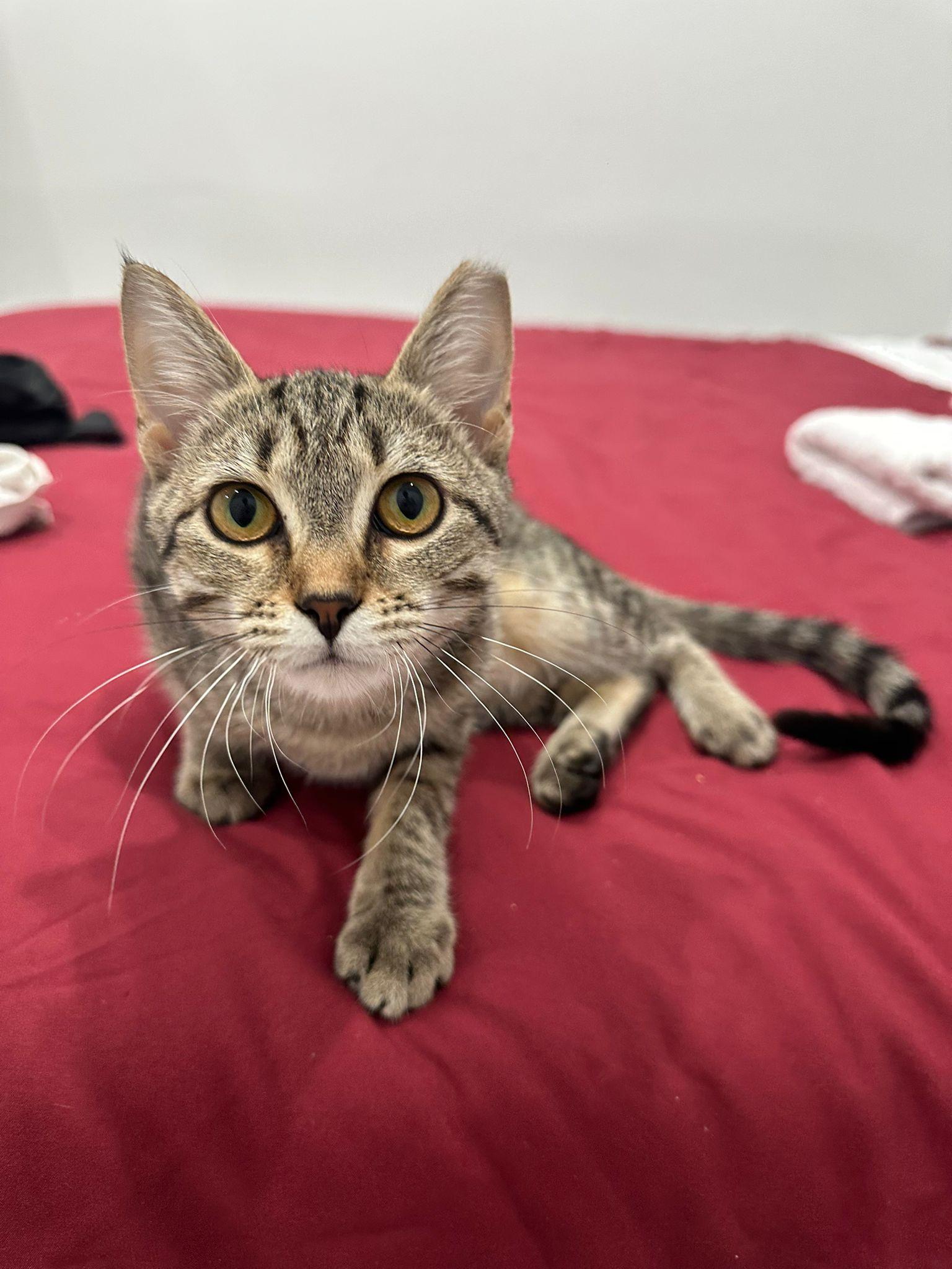 Taffy Twirl, a Adoptable Domestic Short Hair in Miami Beach, FL image 6/6
