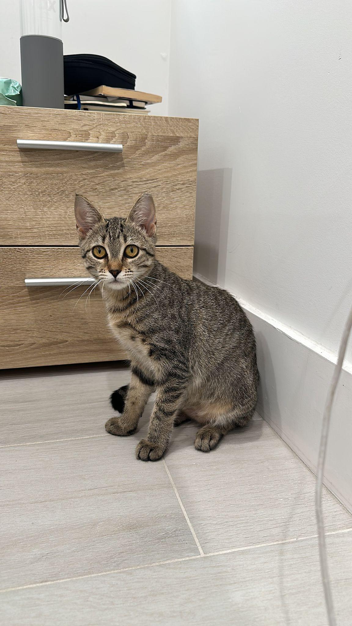 Taffy Twirl, a Adoptable Domestic Short Hair in Miami Beach, FL image 3/6