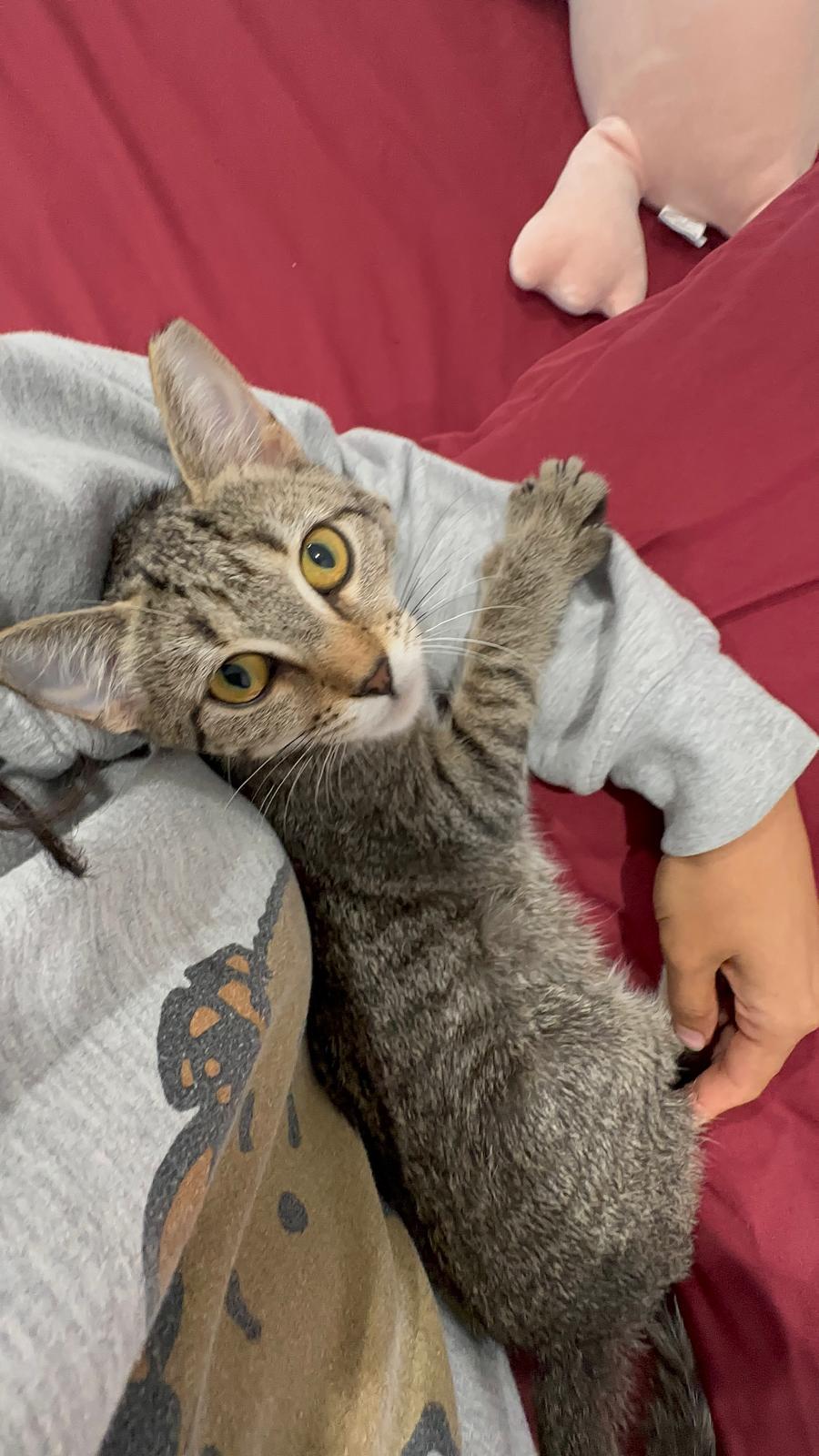 Taffy Twirl, a Adoptable Domestic Short Hair in Miami Beach, FL image 1/6