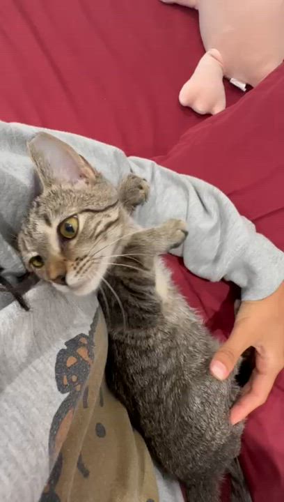 Enlarge Taffy Twirl, a Adoptable Domestic Short Hair in Miami Beach, FL video 4/6