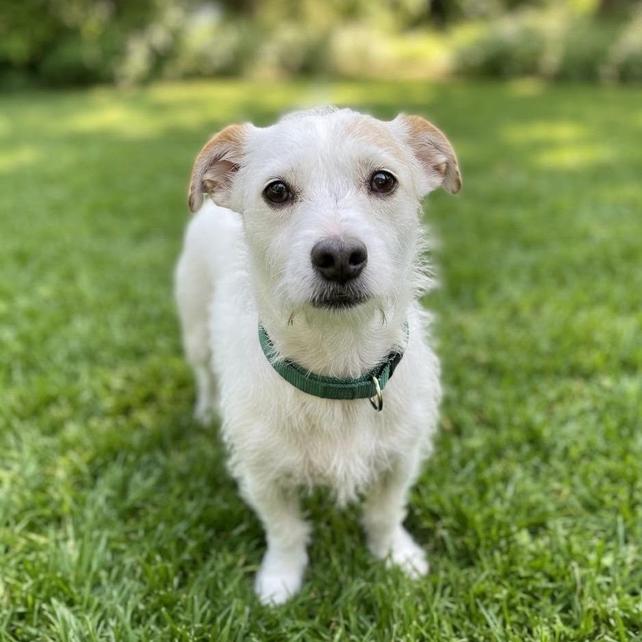 Boba, Adoptable, Adult Male Jack Russell Terrier & Parson Russell Terrier.