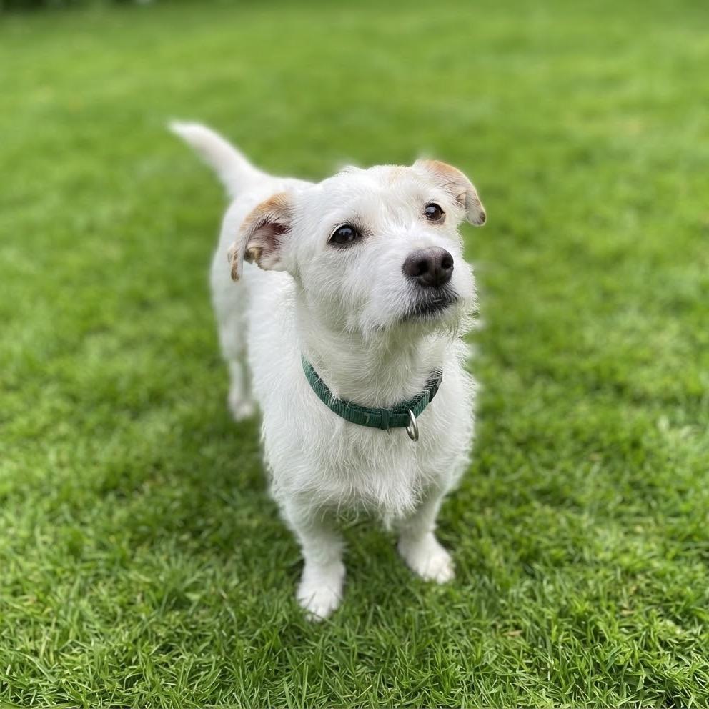 Enlarge Boba, a Adoptable mixed breed in Las Vegas, NV image 2/3