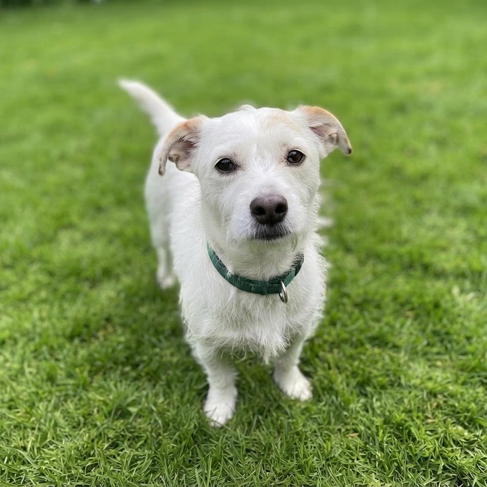 Enlarge Boba, a Adoptable mixed breed in Las Vegas, NV image 3/3