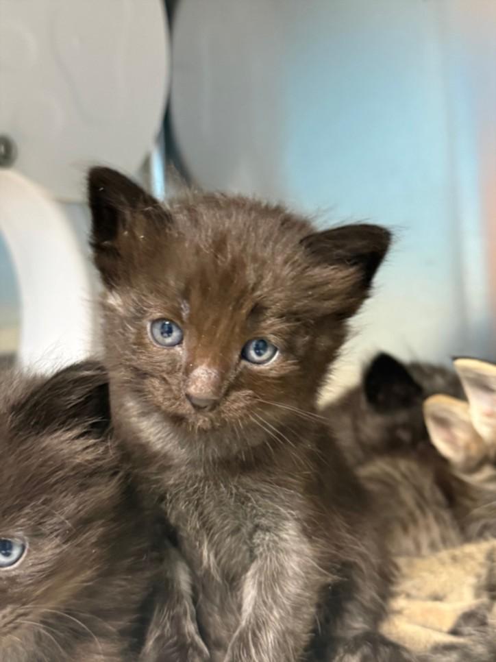 DOPEY, Adoptable, Kitten Male Domestic Long Hair.