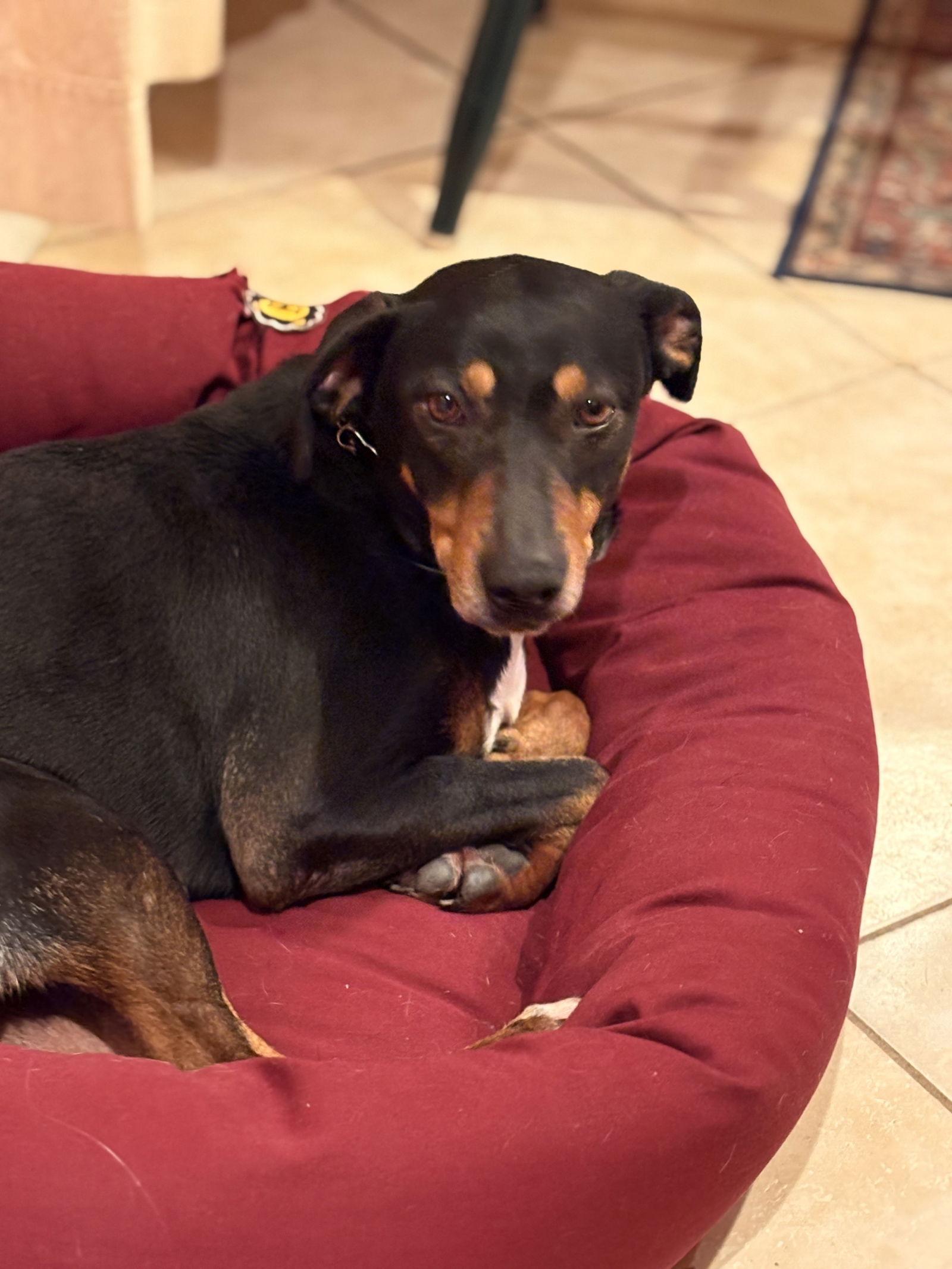 Bo, a Adoptable Hound in Blackwood, NJ image 1/3