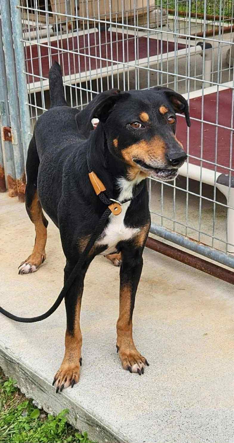 Bo, a Adoptable Hound in Blackwood, NJ image 2/3