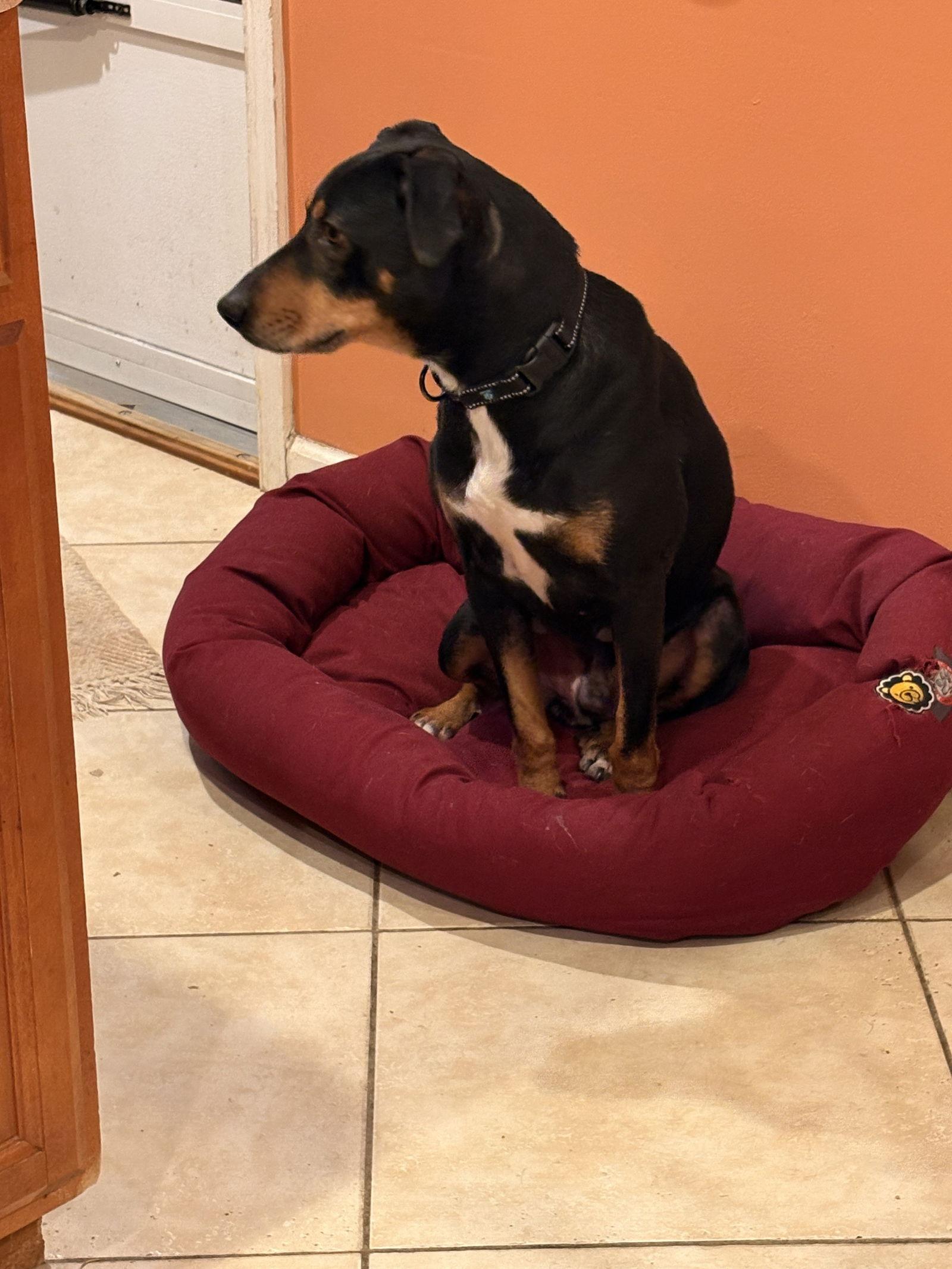 Bo, a Adoptable Hound in Blackwood, NJ image 3/3