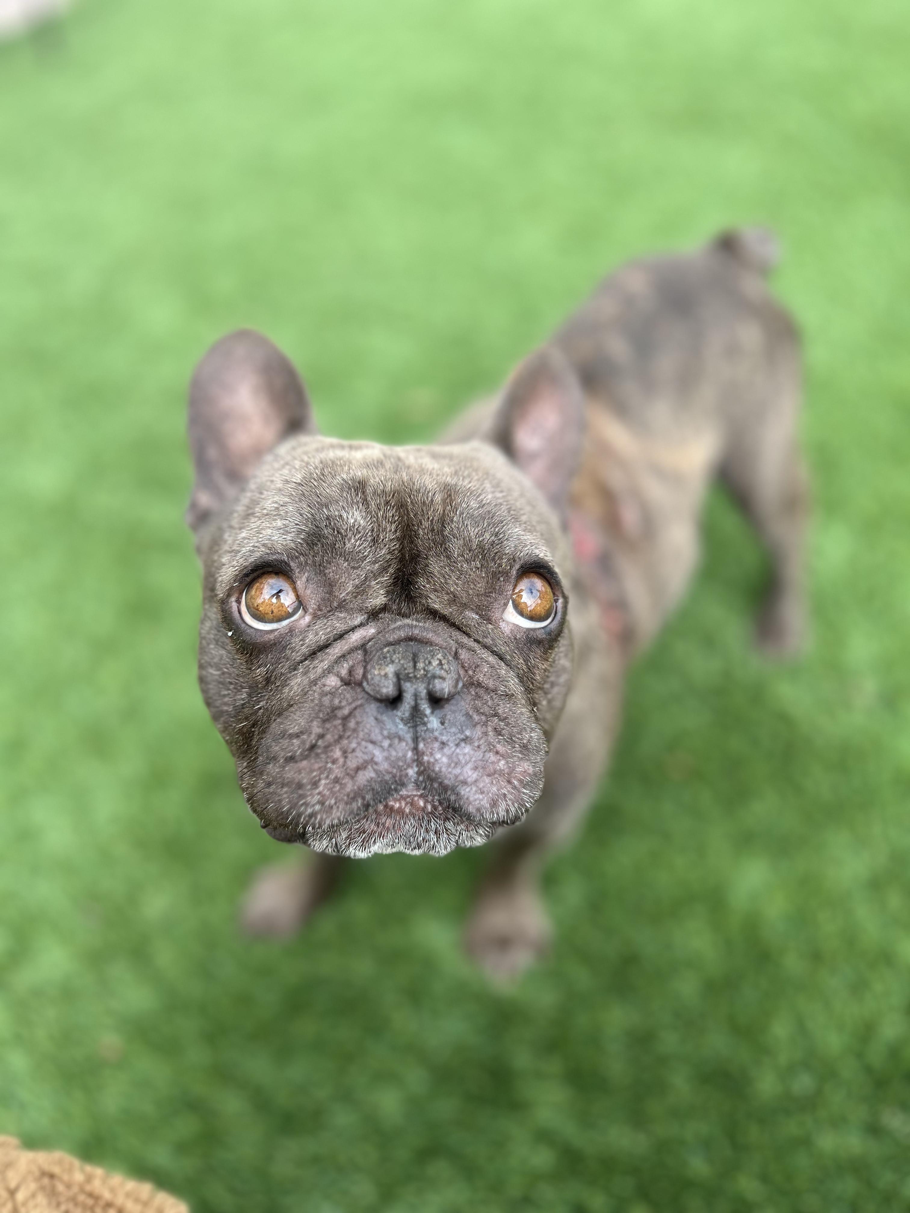 Goober, a Adopted French Bulldog in West Hollywood, CA image 1/2