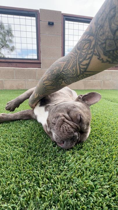 Enlarge Goober, a Adopted French Bulldog in West Hollywood, CA video 2/2