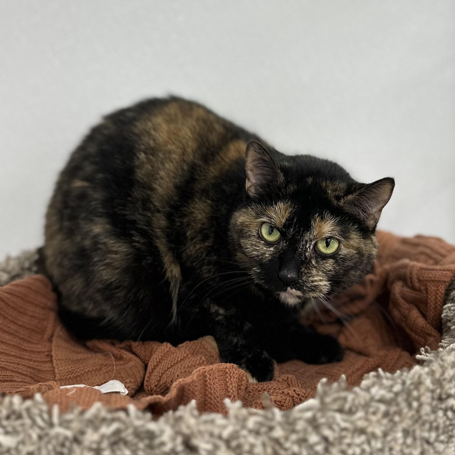 Talulah, Adult Female unknown