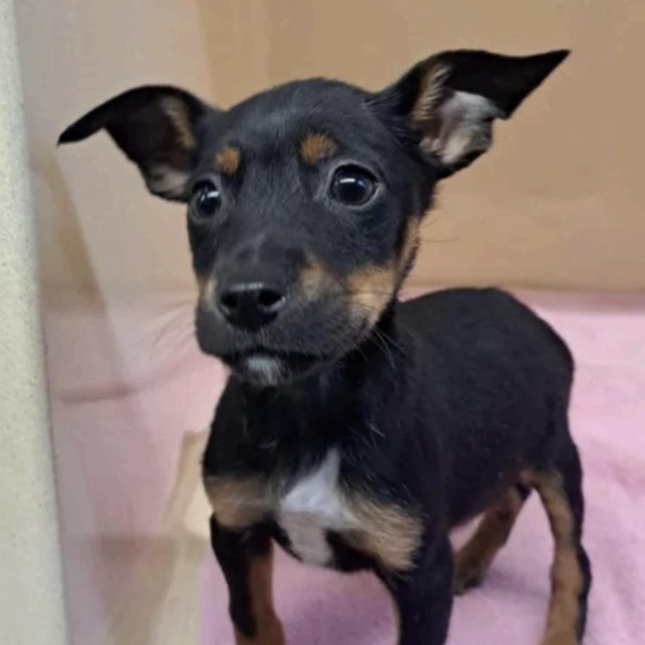 Bernie, adopted, Puppy Female Australian Shepherd & Jack Russell Terrier.