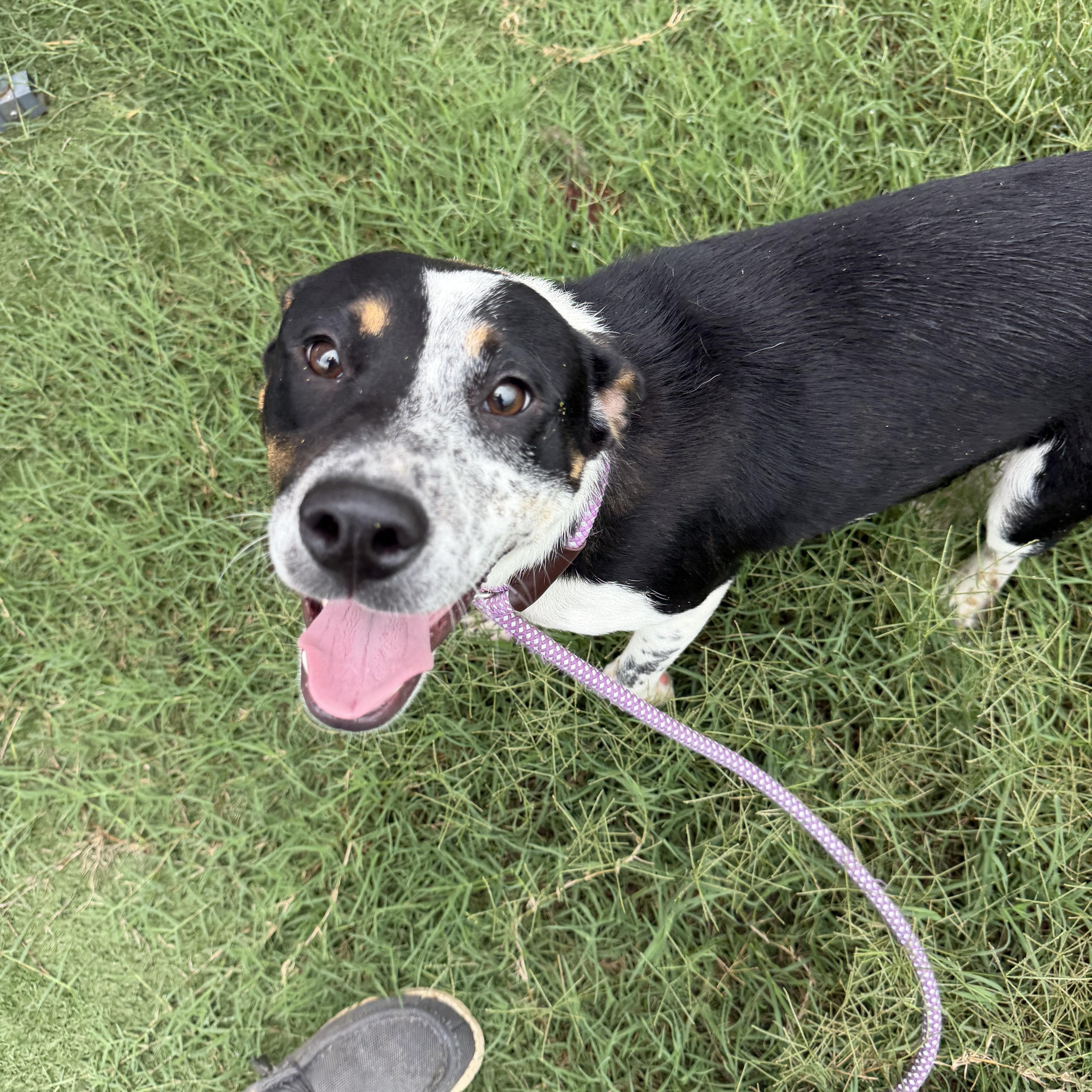 Enlarge Scout, a ADOPTABLE mixed breed in Albemarle, NC image 4/4