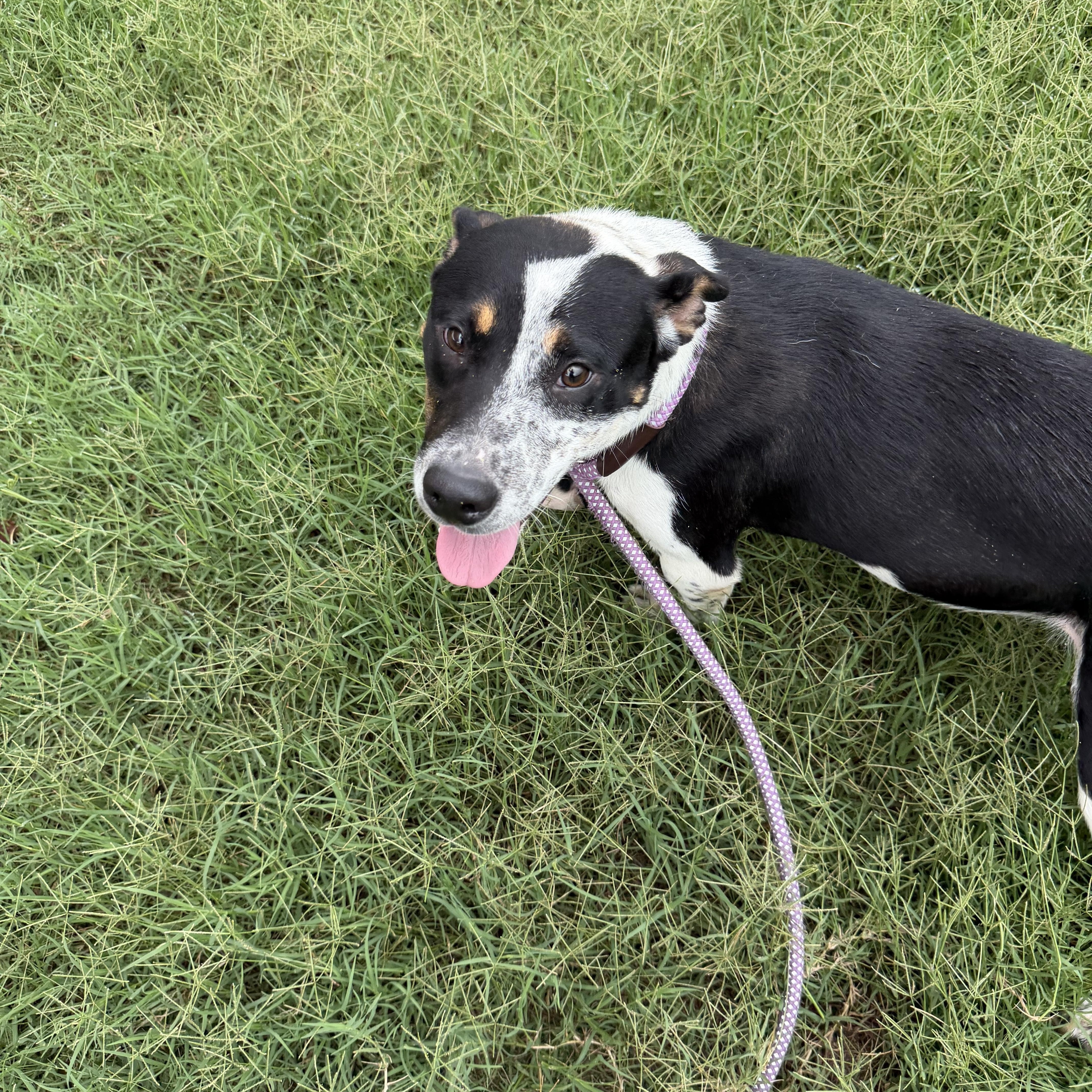 Enlarge Scout, a ADOPTABLE mixed breed in Albemarle, NC image 3/4