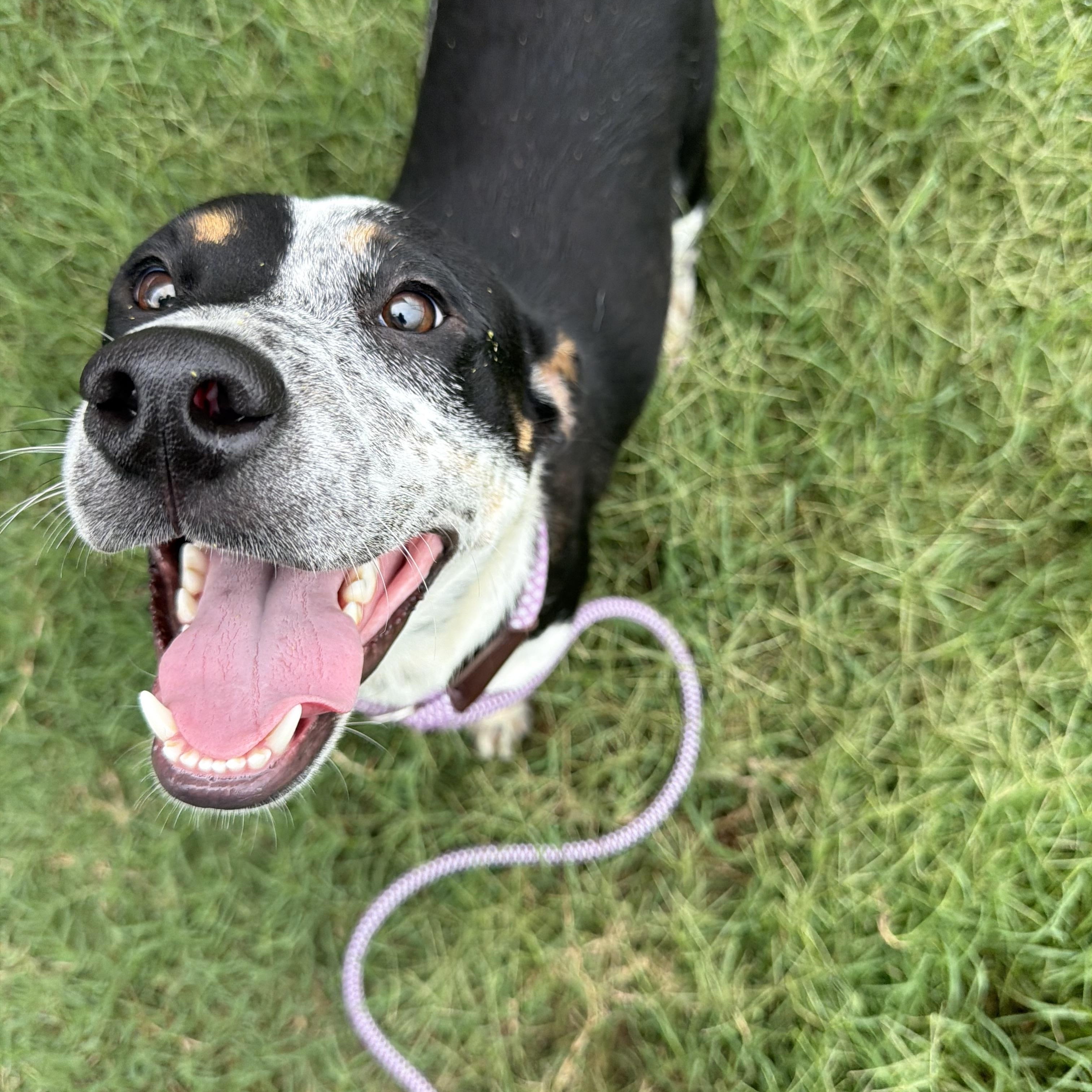 Enlarge Scout, a ADOPTABLE mixed breed in Albemarle, NC image 1/4