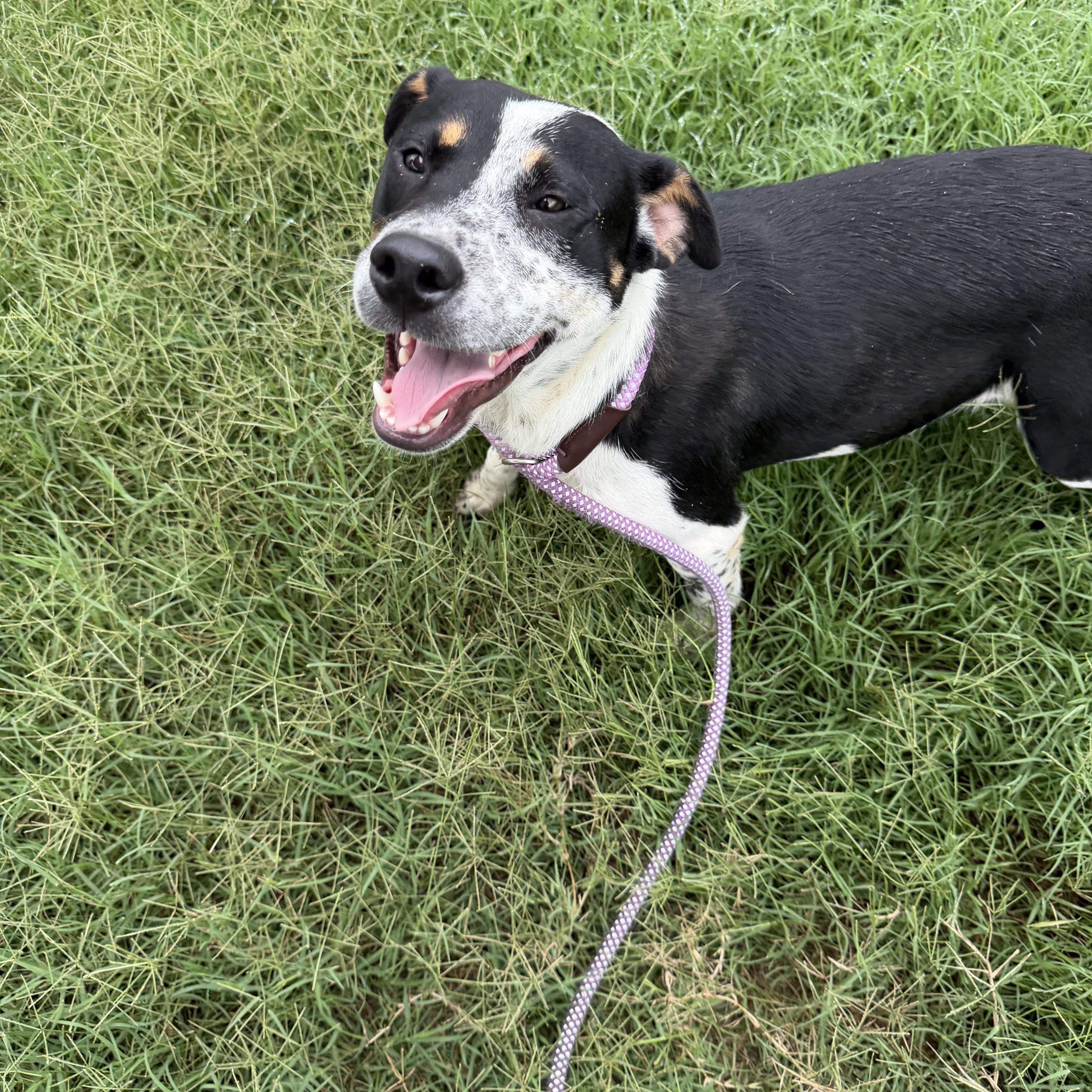 Enlarge Scout, a ADOPTABLE mixed breed in Albemarle, NC image 2/4