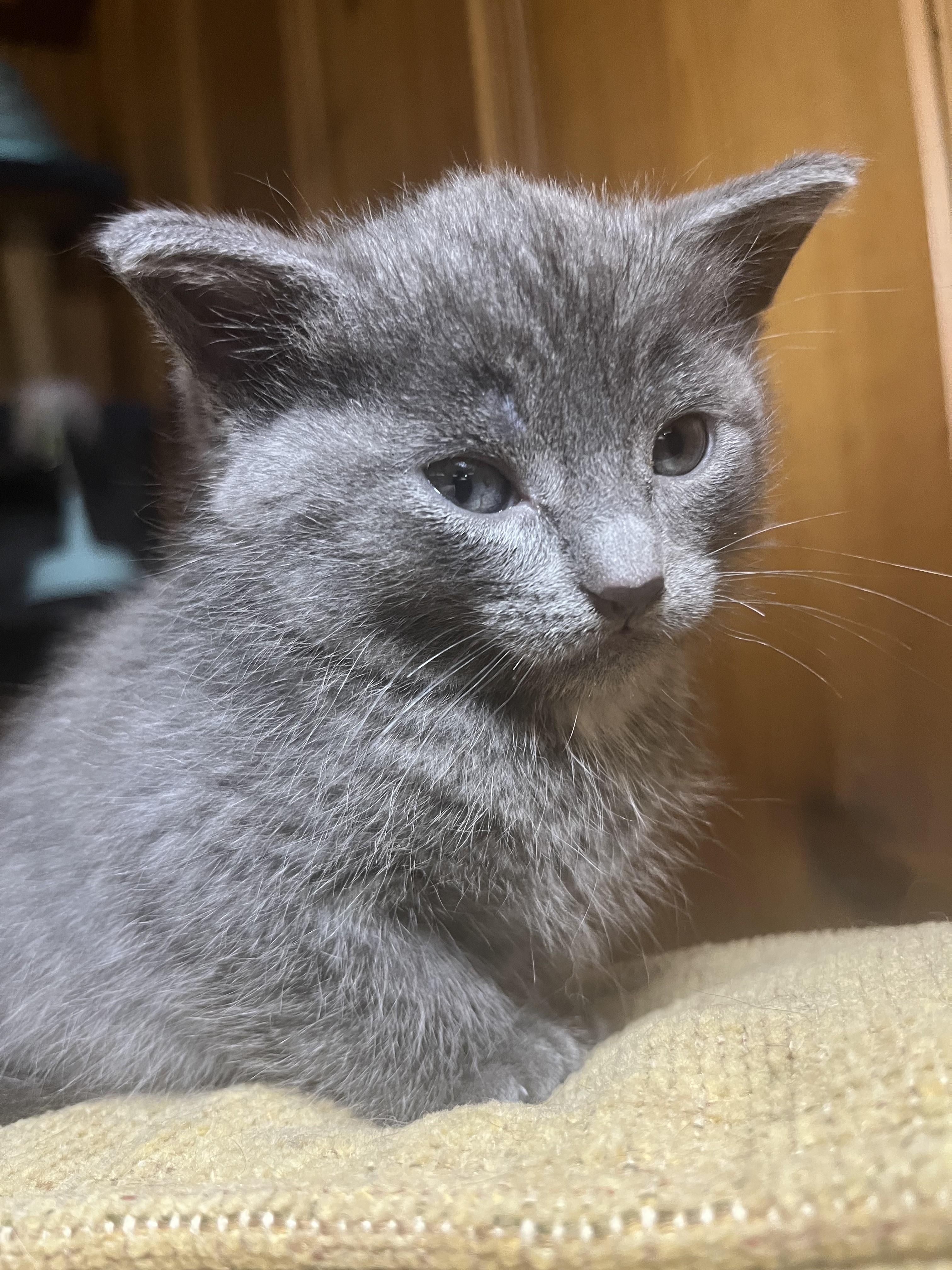 Shark, adopted, Kitten Female Domestic Short Hair.