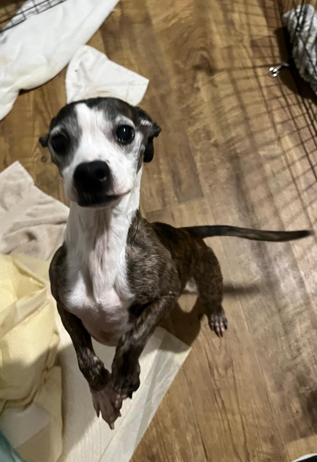 Candy, ADOPTABLE, Senior Female Italian Greyhound.